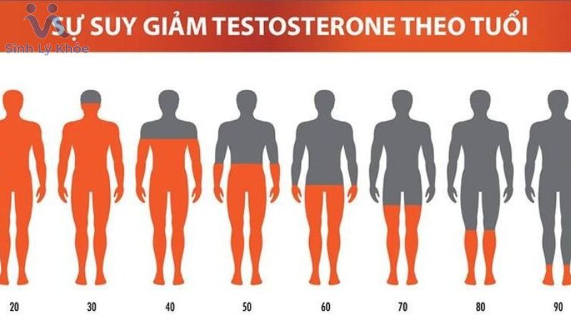 Testosterone là gì? Ảnh hưởng của Testosterone đến sinh lý nam giới