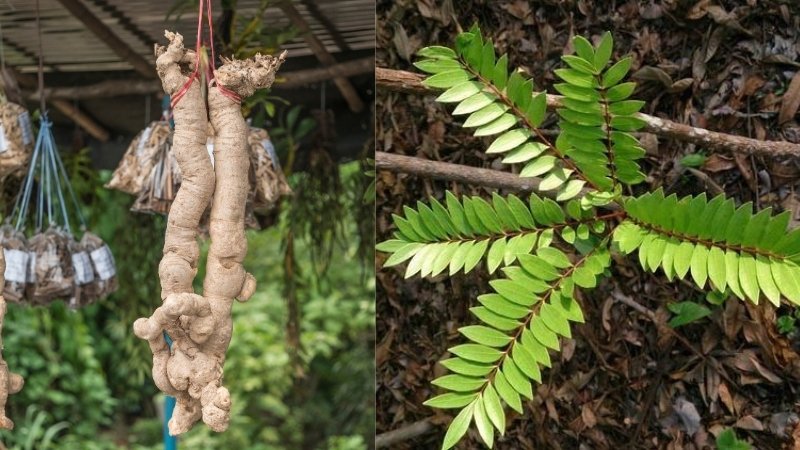 Cay ba benh tang cuong sinh ly nam